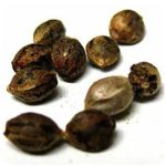 Семена марихуаны АК-47  (Seeds AK-47) в Борзе